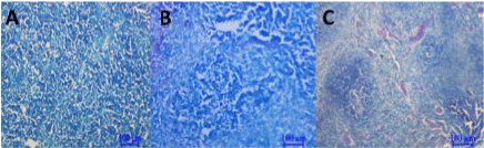 Histologic
