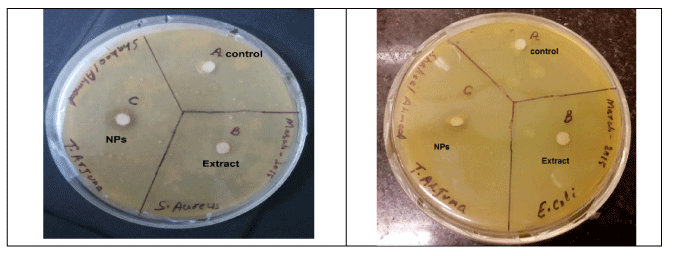nanoparticles