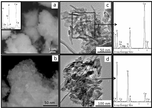 micrographs