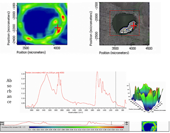 Photomicrographs