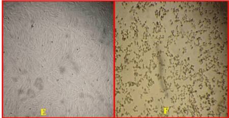 Cytotoxic