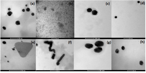 micrographs