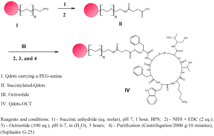 Conjugation