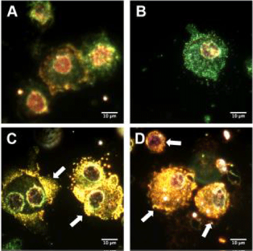 microscopy