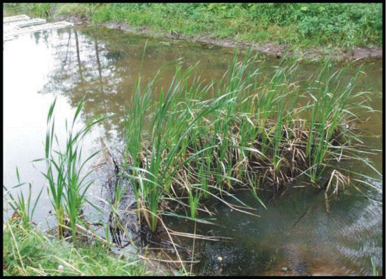cattails
