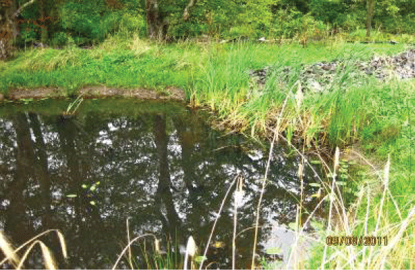 Riparian