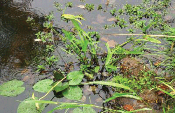 Aquatic