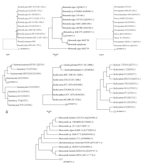phylogenetic
