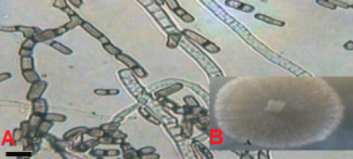 arthroconidia