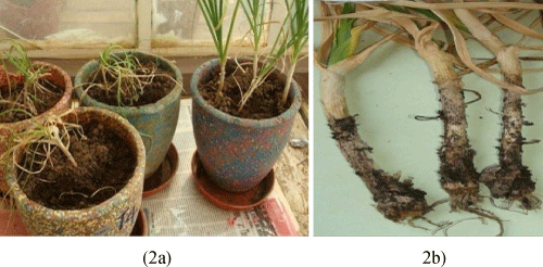 Mycelia