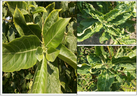 Phytoplasma