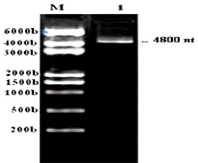 genomic
