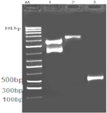 plasmid