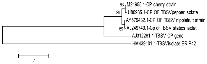 Phylogenetic