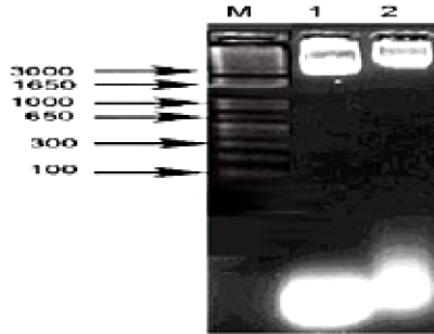 plasmid