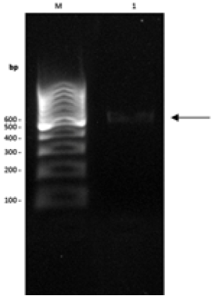 Agarose