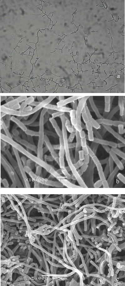 Microscopy
