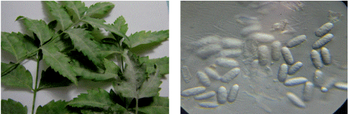 Acrosporium