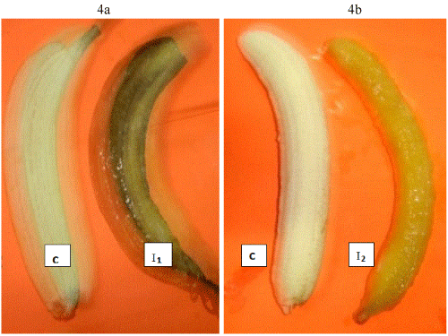 banana