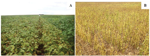 Soybean