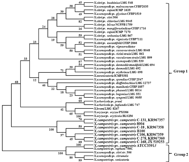 Phylogenetic