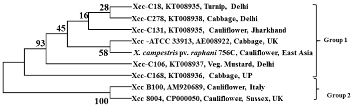 Phylogenetic