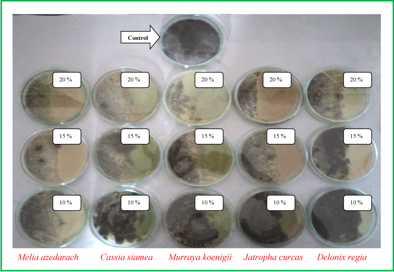 Antifungal