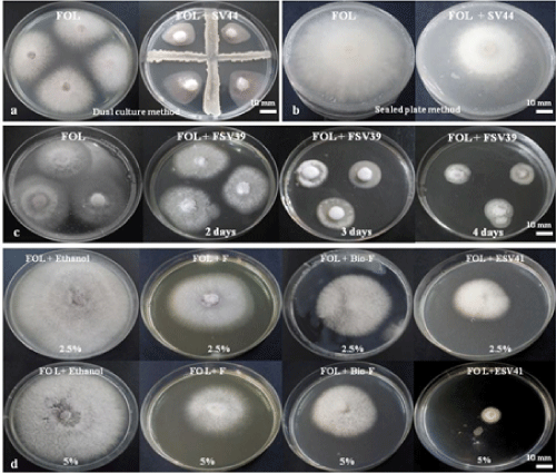 Antifungal