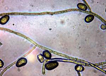Conidia