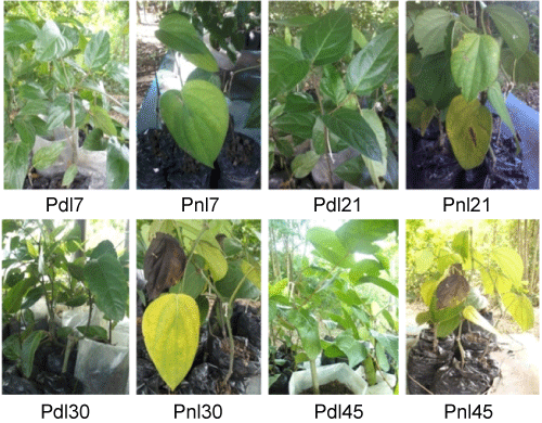 seedlings
