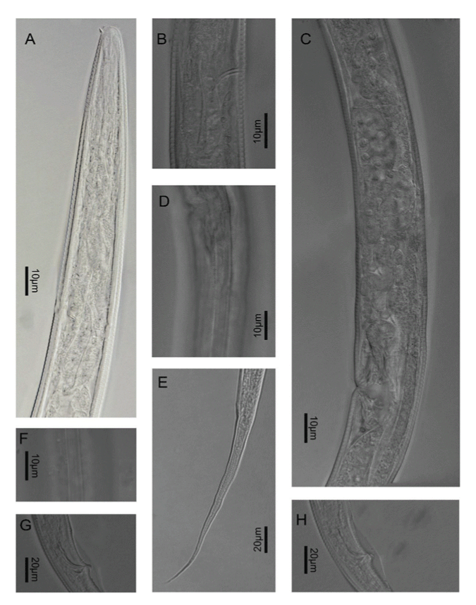 Filenchus