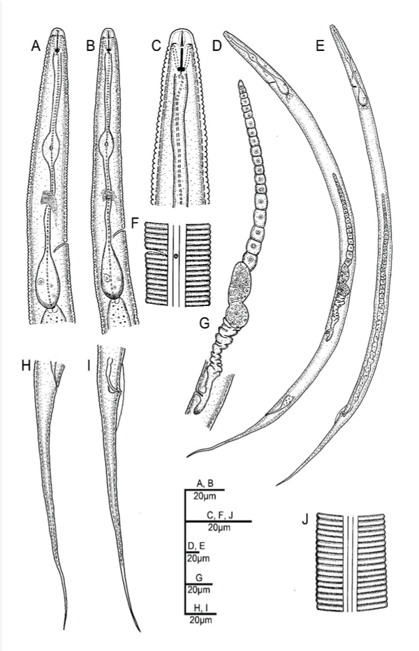 Anterior