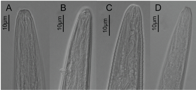Psilenchus