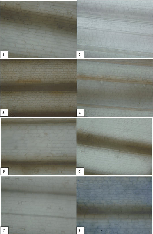 Microphotographs