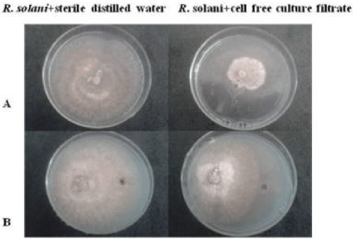 Rhizoctonia