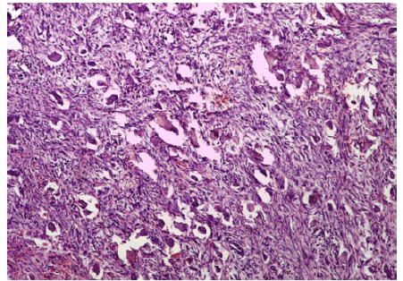 Photomicrograph