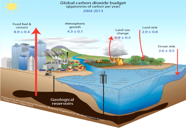 carbon cycle