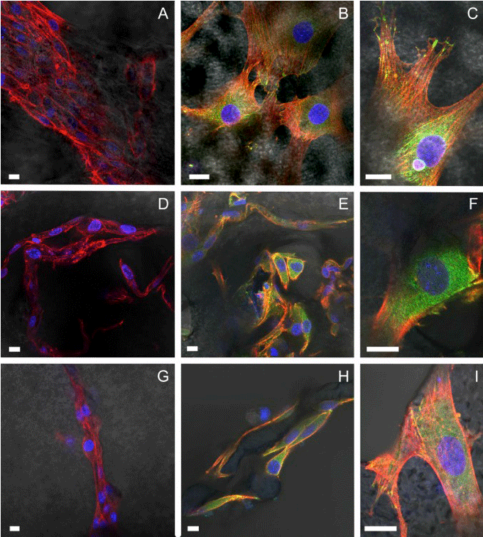 microscopy