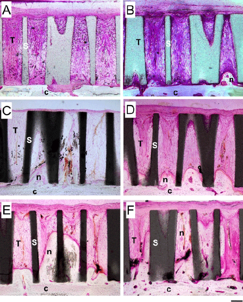 Histology