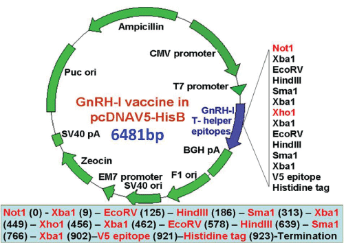 pcDNAV5