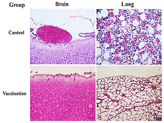 histopathological