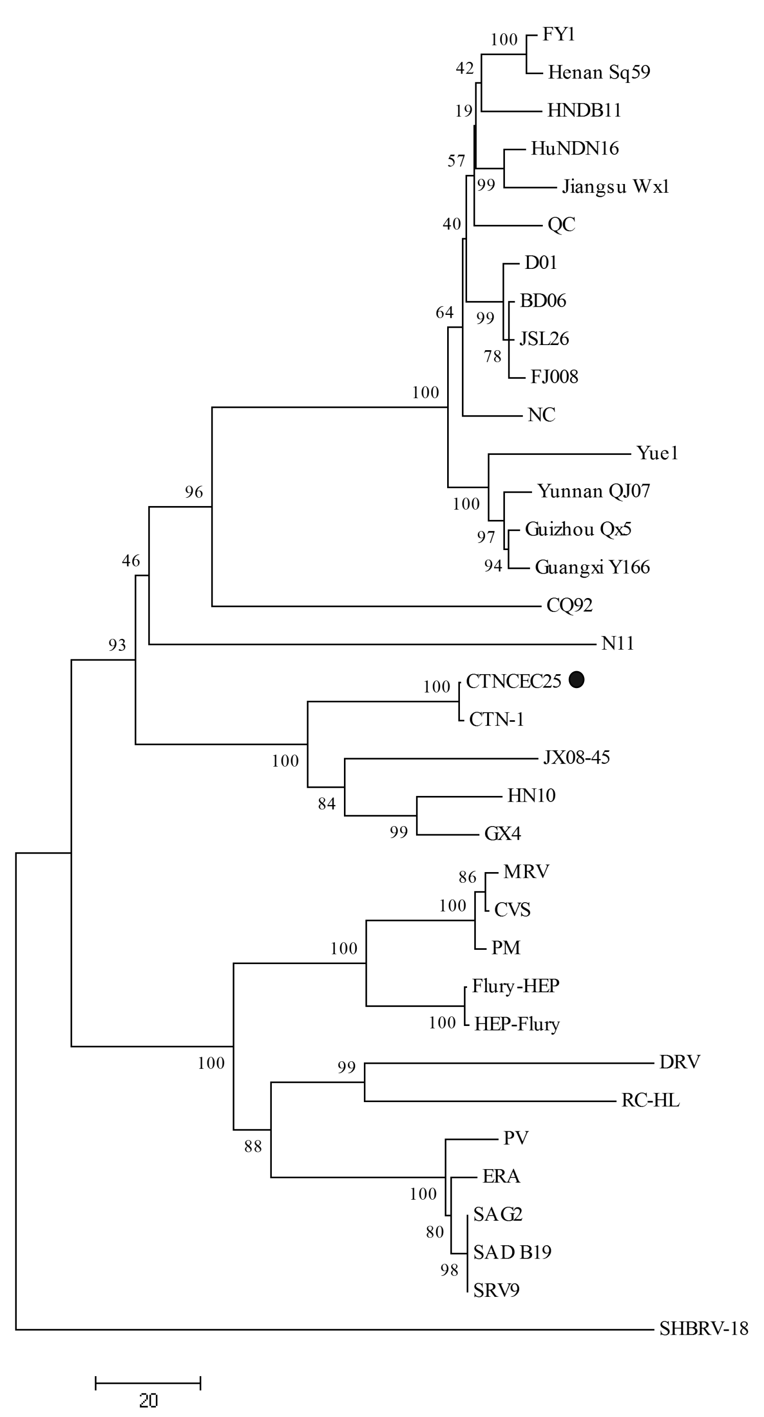 Phylogenetic