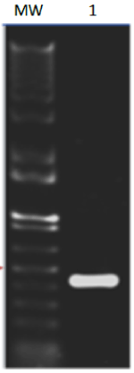 PCR amplification