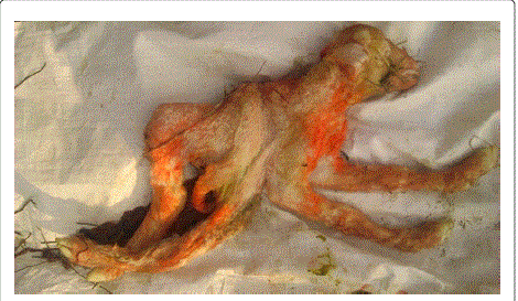 malformed
