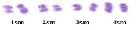 mitotic