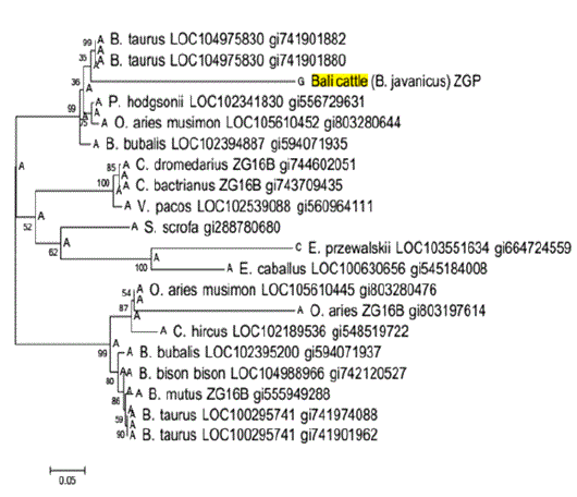 Phylogenetic