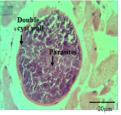 Photomicrograph