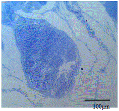 Photomicrograph