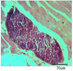 Photomicrograph