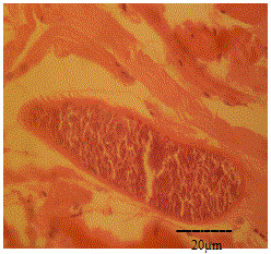 Photomicrograph